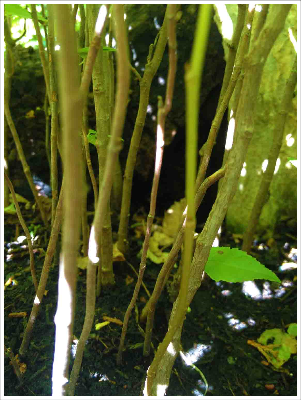 Daniel Pavon Cuellar Miniature Living Forest Austin Texas